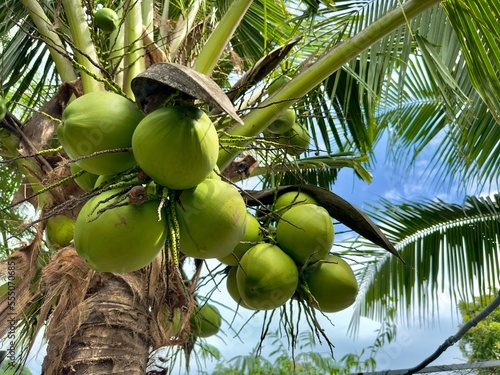 Coconuts are hanging on palm tree in exotic tropical country