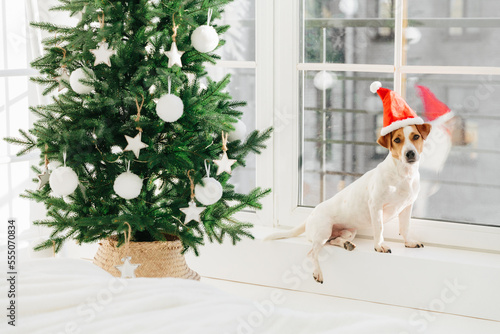 Image of small dog in Santa Claus hat poses on windowsill near decorated tree. Festive event and Christmas time concept. Cozy interior. Soft white color