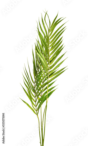 Isolated of green palm leaves 