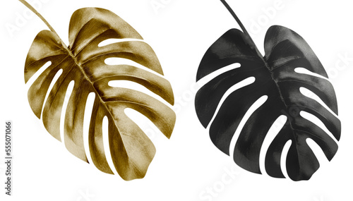 Isolated of golden and balck monstera leaves photo