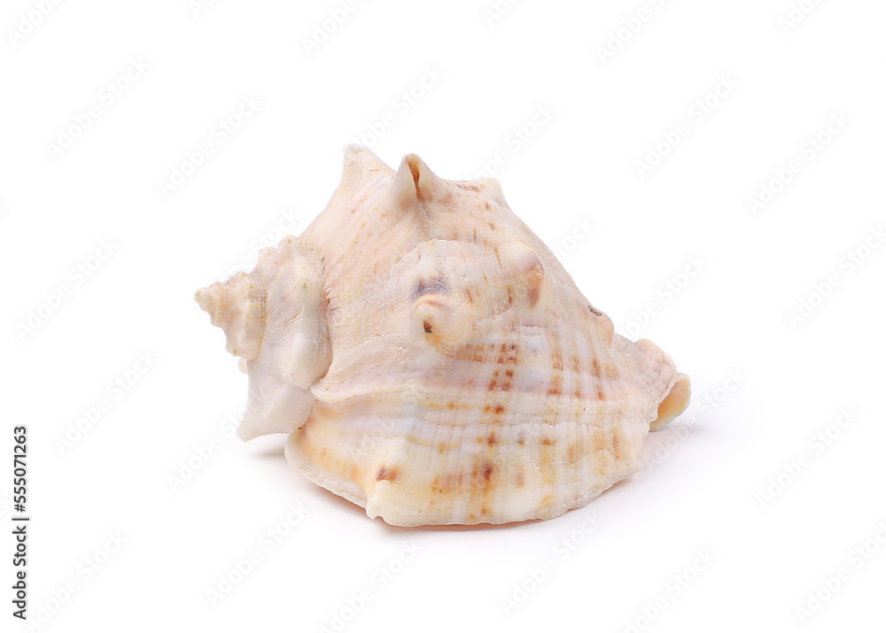 White seashell on white background
