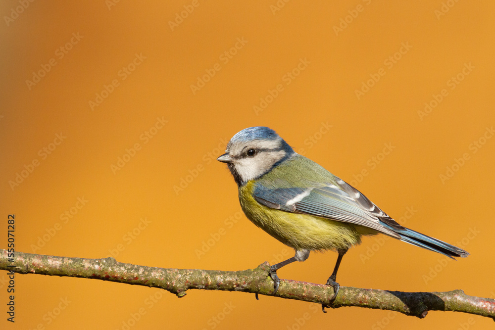 Bird - Blue Tit Cyanistes caeruleus perched on tree winter time small bird on blurred background Bird - Blue Tit Cyanistes caeruleus perched on tree winter time small bird on blurred background