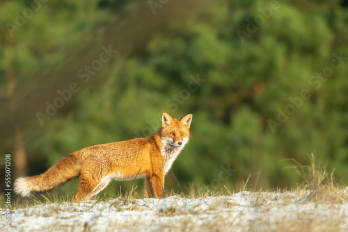 Red Fox Vulpes vulpes in winter scenery, Poland Europe, animal walking among winter meadow in amazing warm light