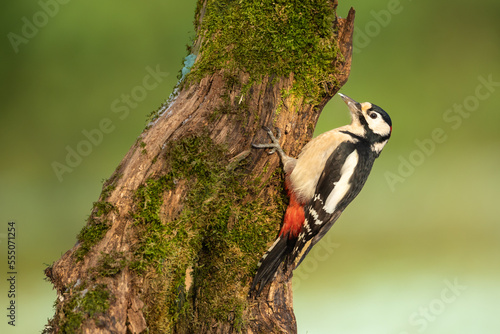 Birds - Great spotted woodpecker - Dendrocopos major, woodpecker sitting on a tree trunk, green background