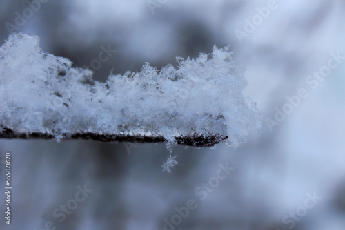 snowflakes on a branch of a winter forest tree © Татьяна Фоевцева
