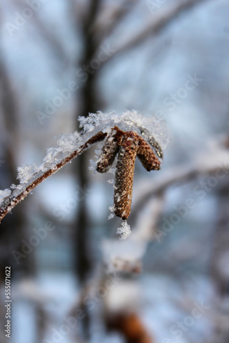 frozen birch earrings in snowflakes winter frost forest sunny day