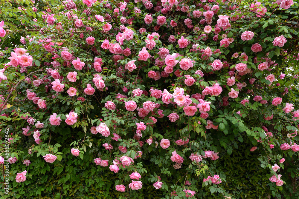 Fototapeta premium バラ