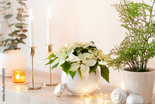 festive cozy interior arrangement, winter christmas concept, white poinsettia flower, lights