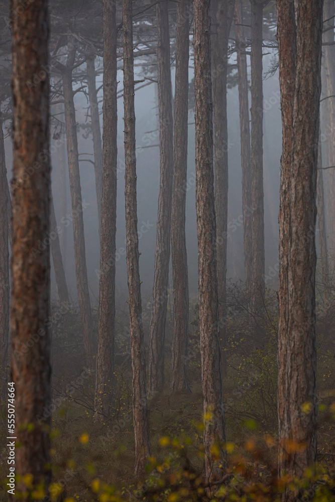 Fototapeta premium misty autumn forest