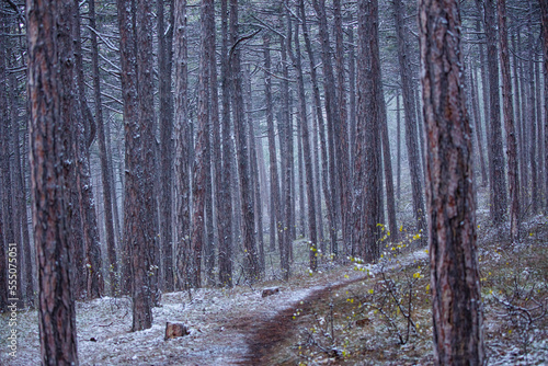 winter forest background