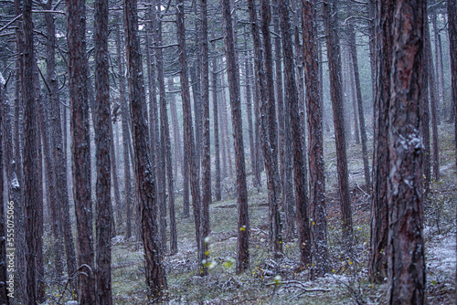 winter forest background