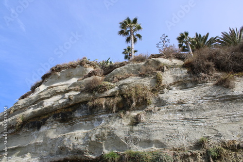 Palm tree on top of cliff