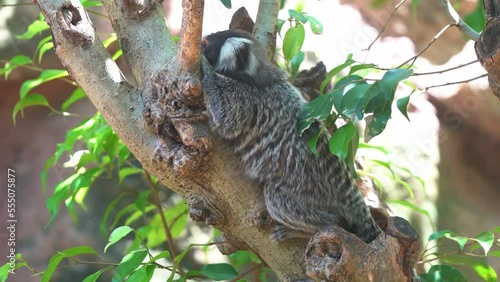 Close up shot of a pregnant mother common marmoset spotted resting on the tree, curiously wondering around its surrounding environment at daytime. photo