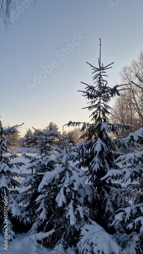 They ate with snow on the branches near a country house in winter. The sun through the branches in the evening. Country one-storey house with a sharp roof in the sunlight. Big birch near the fence in