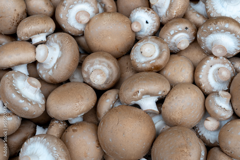 Champagne mushrooms in bulk before packing and sending to the store