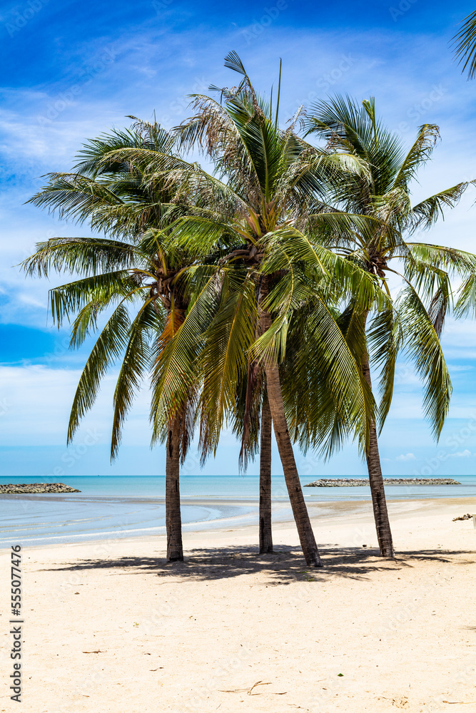 Vue verticale de palmiers sur la plage de Chaosamran