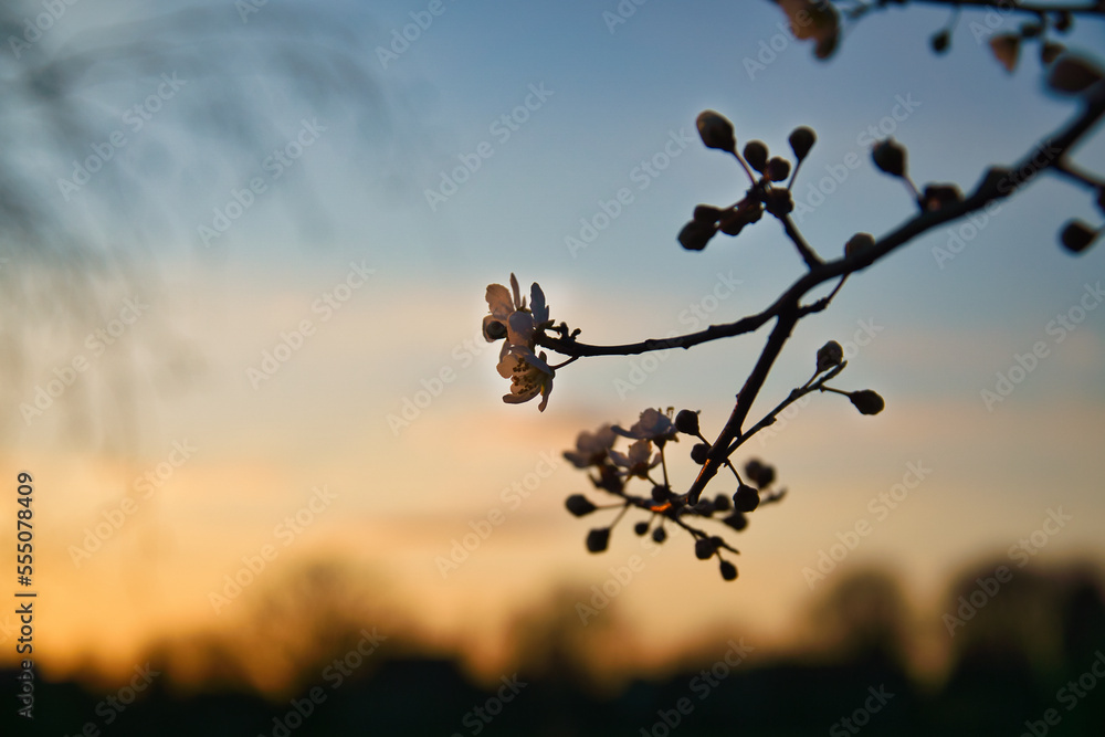Fototapeta premium Branch with cherry blossom on fruit tree at sunset. Blossom in spring. With bokeh