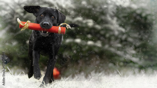 Dog Winter christmas pet