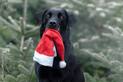 Dog Winter christmas pet