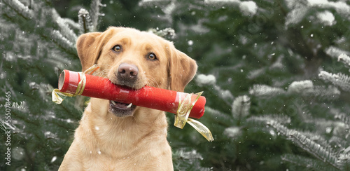 Dog Winter christmas pet
