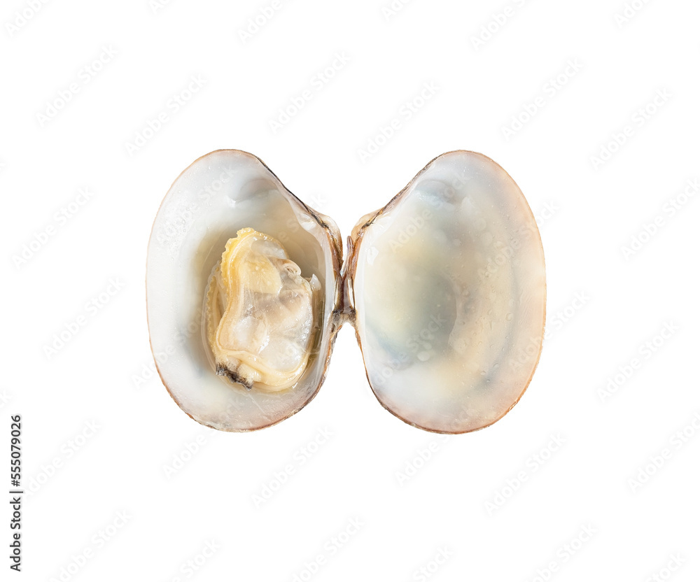 Fresh opened clam shell isolated on white background Fresh opened clam shell isolated on white background