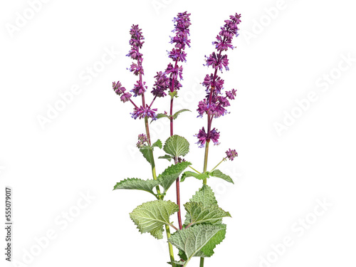 Purple flower of lilac sage or whorled clary isolated on white