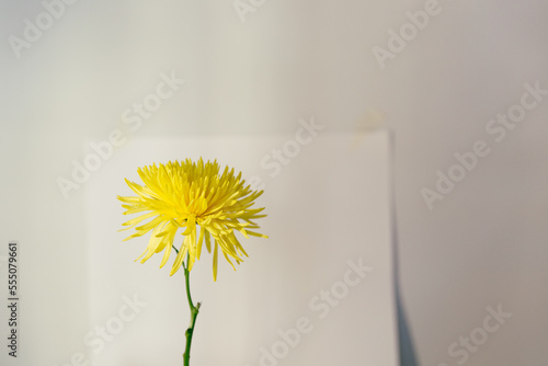 Ramo de flores amarillas en jarron con fondo blanco limpio, moderno, elegante 