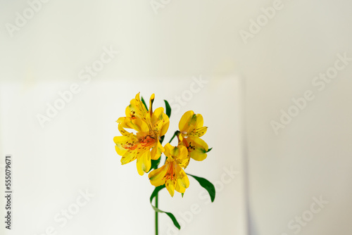 Flores amarillas sobre fondo blanco puro, minimalista, limpio, elegante