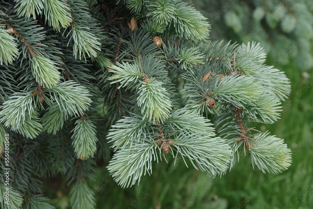 Blue spruce in nature. Beautiful spruce branch with needles. Blue spruce background. Christmas, New Year, Nature, Wallpaper. Close-up, selective focus. Blue spruce in nature. Beautiful spruce branch with needles. Blue spruce background. Christmas, New Year, Nature, Wallpaper. Close-up, selective focus.
