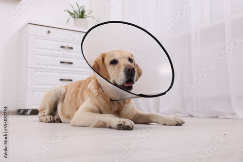 Photographie Cute Labrador Retriever with protective cone collar lying on floor in room