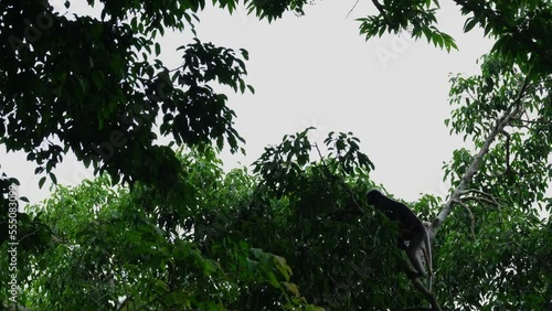 An individual comes out from below climbing up then jumps to another branch, Dusky Leaf Monkey Trachypithecus obscurus, Thailand photo