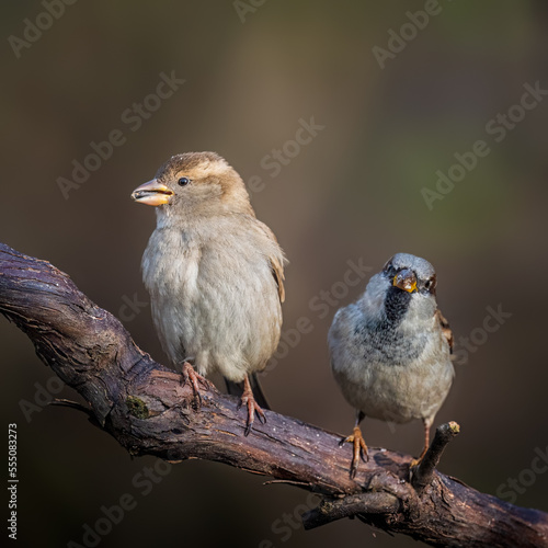 House sparrow Passer domesticus © Hauk Tamás