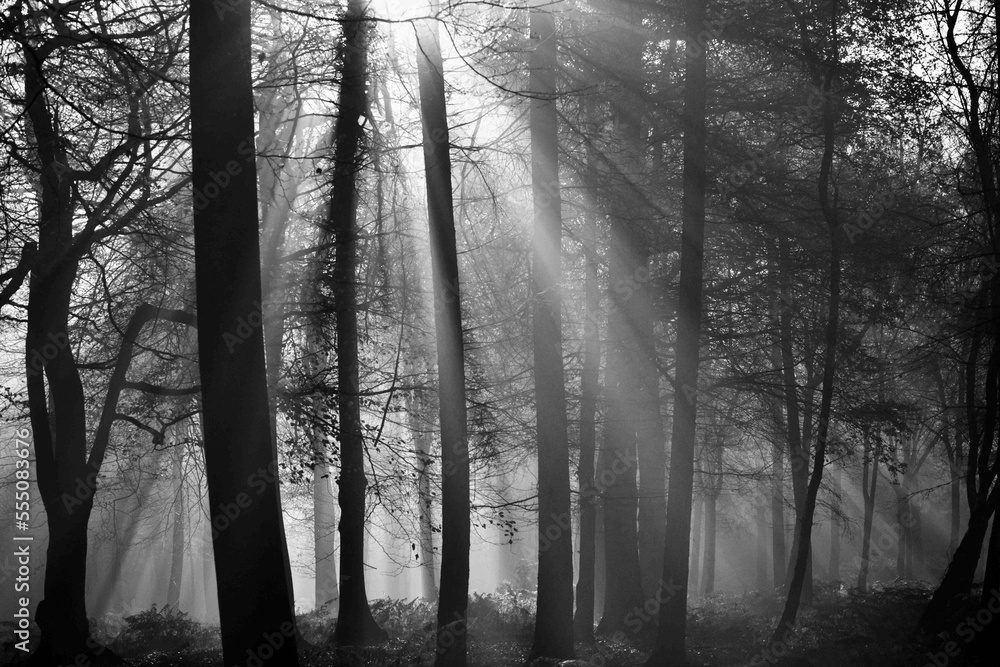 Naklejka premium sunlight 