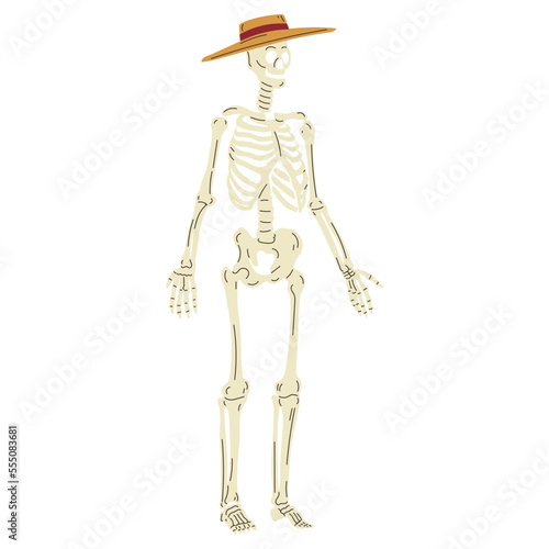 Skeleton with straw hat vector illustration in flat color design © CrafteryCo.