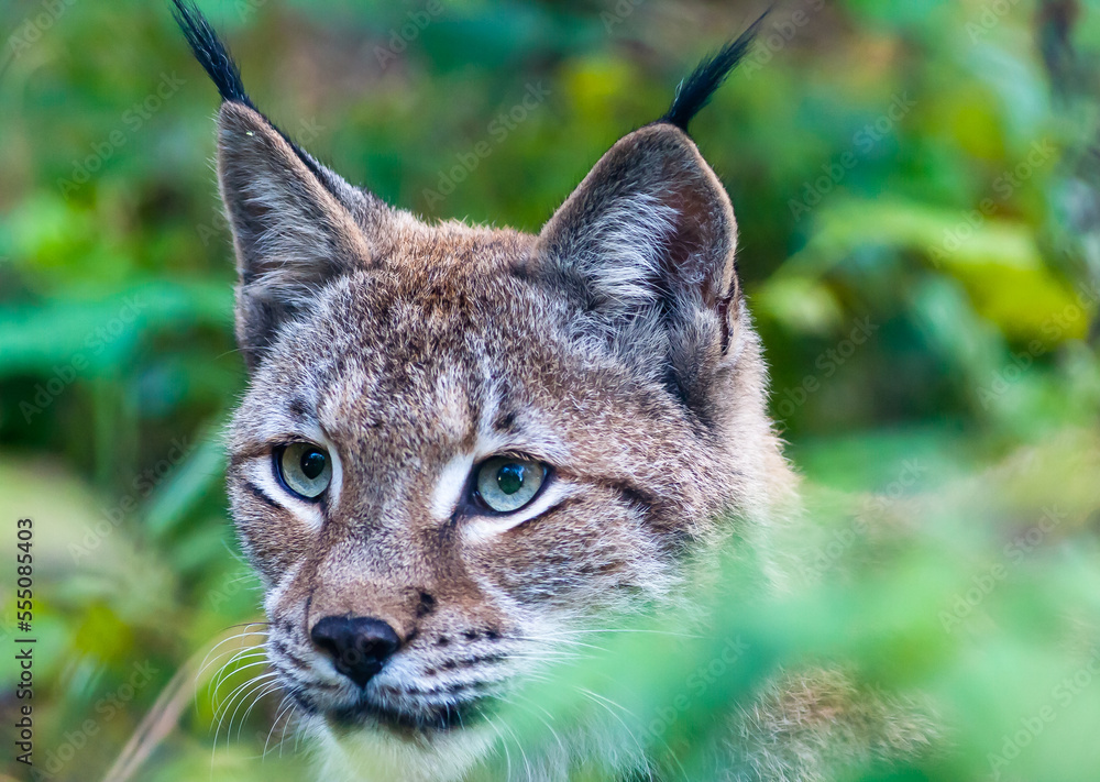 Portrait of a Eurasian lynx with greenish background Portrait of a Eurasian lynx with greenish background
