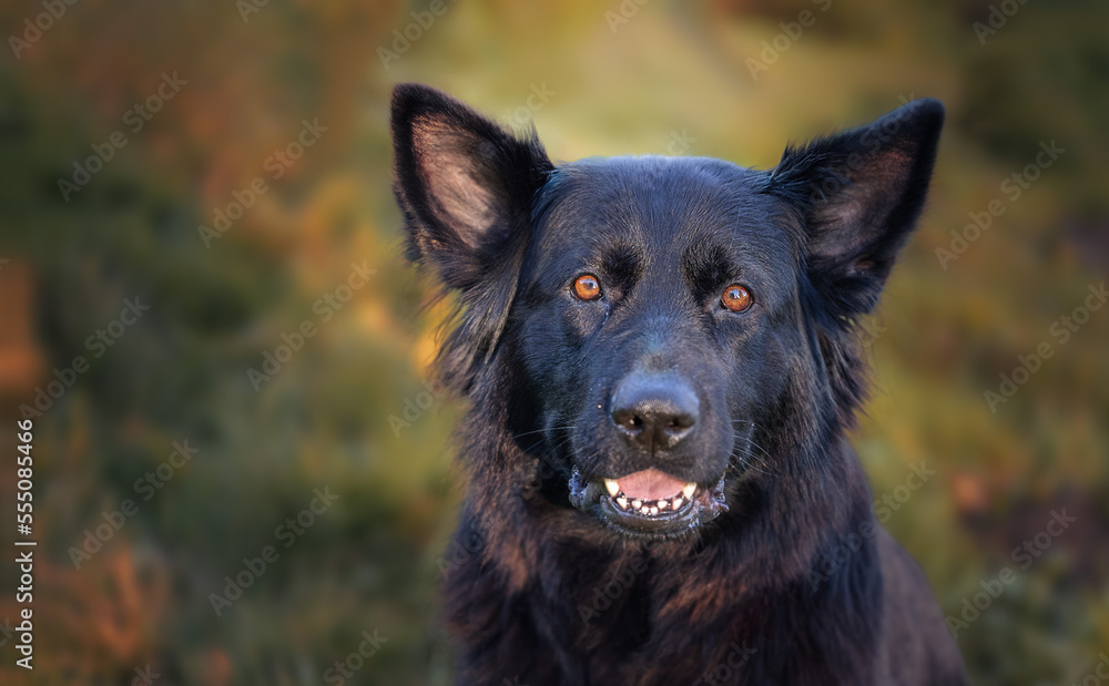 dog dogs dog dogs