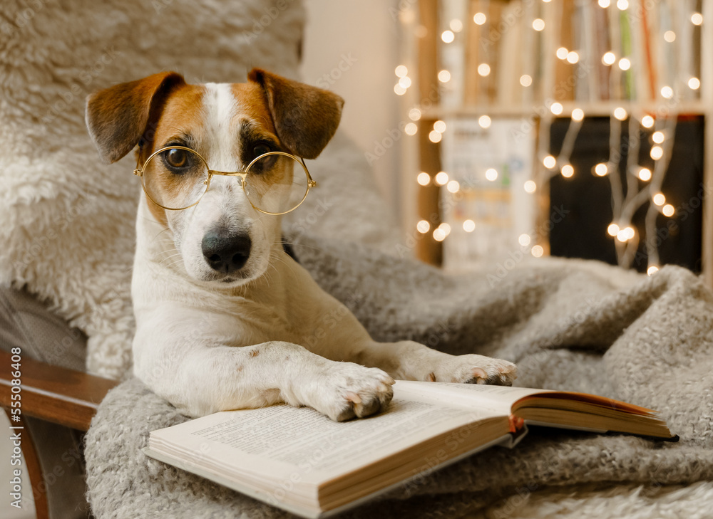 Smart dog in glasses, sits with a book in a chair. Stock Photo