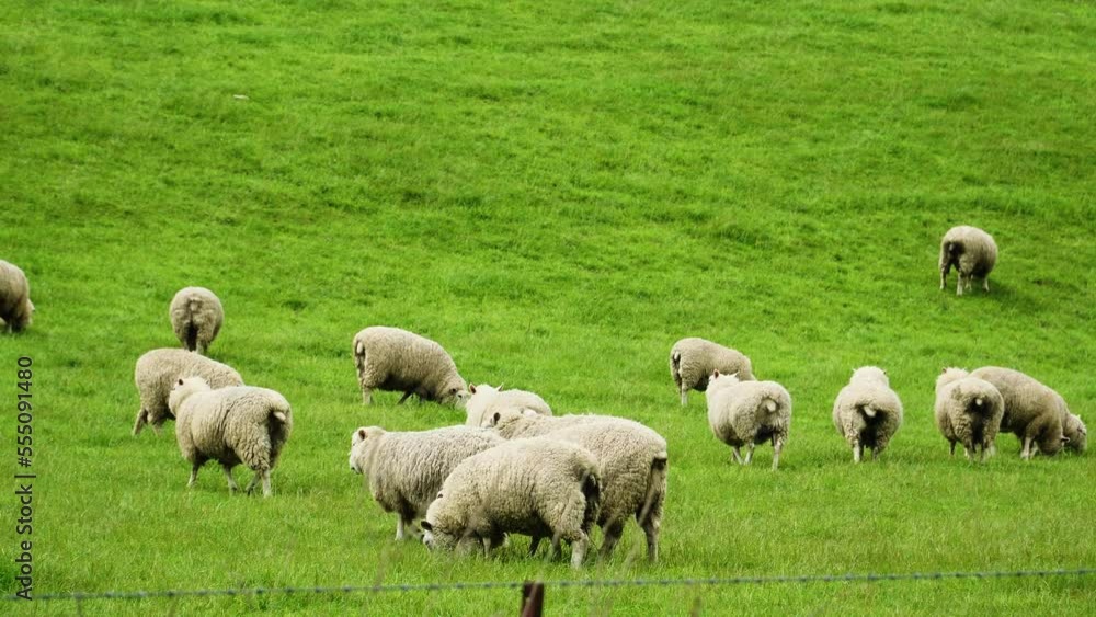 Close up gimbal shot of sheep roaming around greenfield in New Zealand Close up gimbal shot of sheep roaming around greenfield in New Zealand