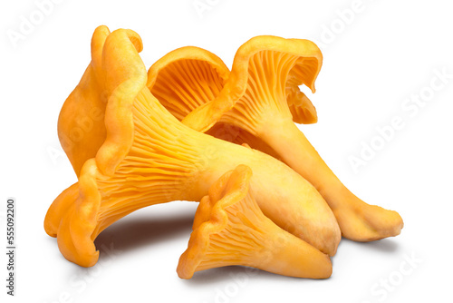 Tableau sur toile Chanterelle or girolle mushrooms (Cantharellus cibarius) isolated png