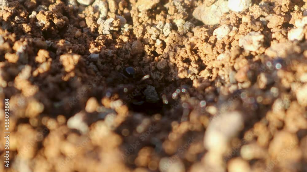 Closeup view of black ant entering the anthill hole at sunset Closeup view of black ant entering the anthill hole at sunset