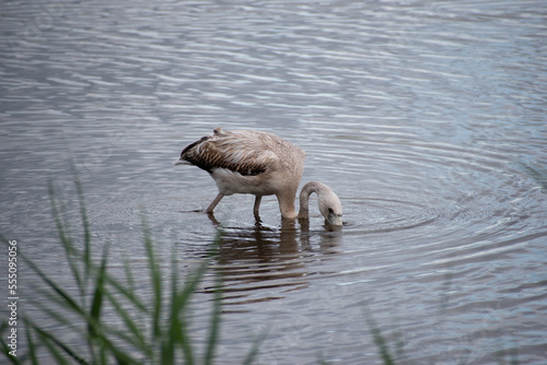 Flamenco joven en un lago un dia nublado buscando alimento