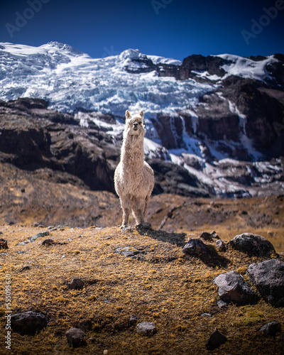Llamas and Alpacas of Peru and Bolivia
