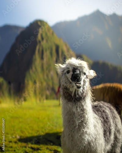 Llamas and Alpacas of Peru and Bolivia