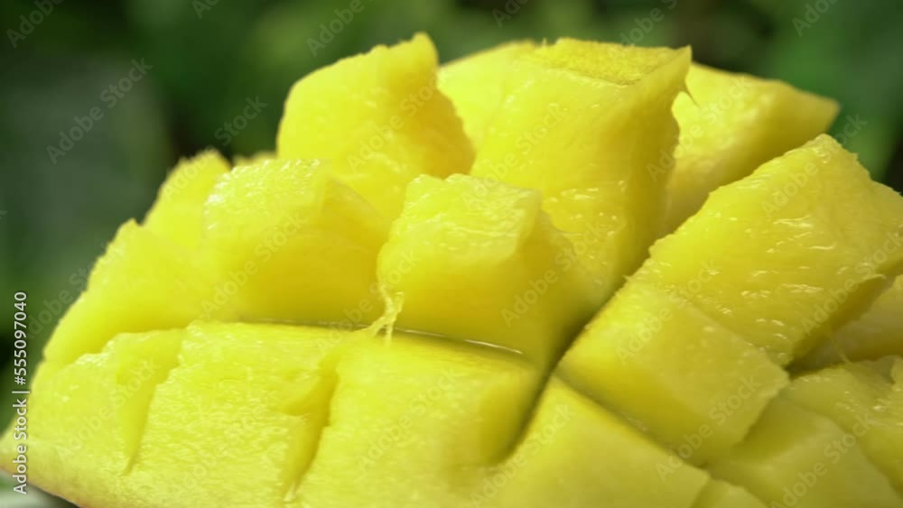 Fresh and beautiful mango fruit Fresh and beautiful mango fruit