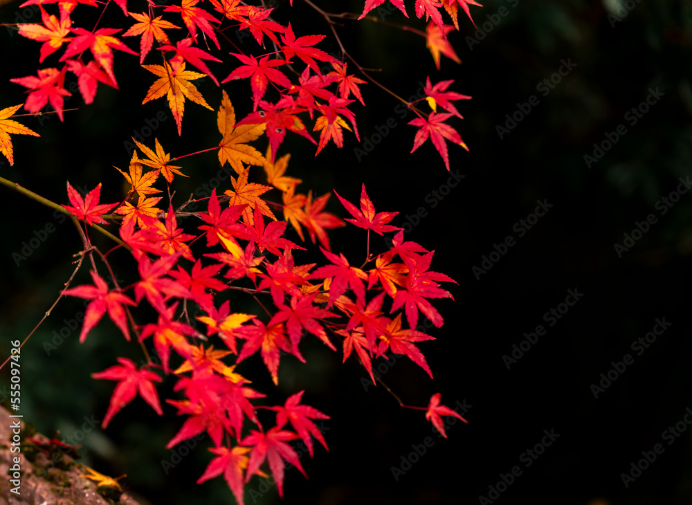 Beautiful autumn landscape with yellow maple trees. Colorful foliage in the park. Falling leaves natural background in a Japanese park Beautiful autumn landscape with yellow maple trees. Colorful foliage in the park. Falling leaves natural background in a Japanese park