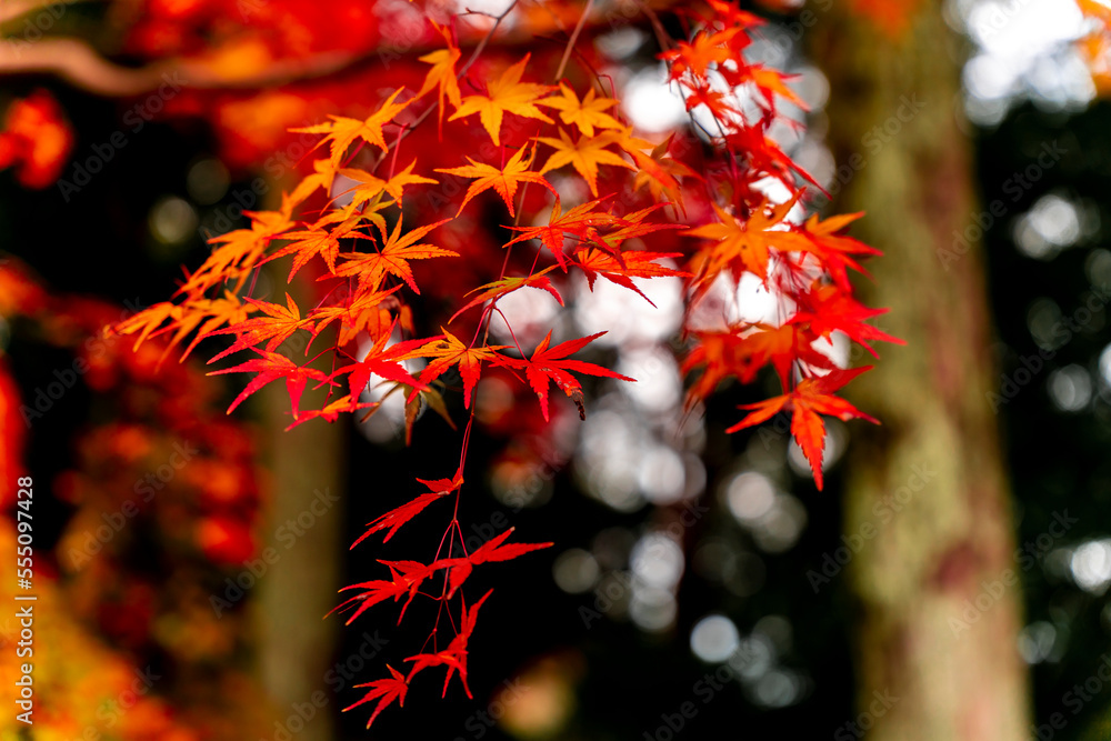 Beautiful autumn landscape with yellow maple trees. Colorful foliage in the park. Falling leaves natural background in a Japanese park Beautiful autumn landscape with yellow maple trees. Colorful foliage in the park. Falling leaves natural background in a Japanese park