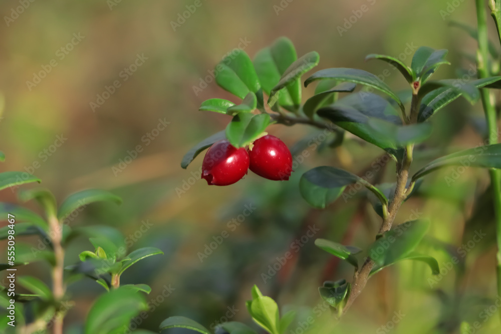 Tasty ripe lingonberries growing on sprig outdoors, closeup