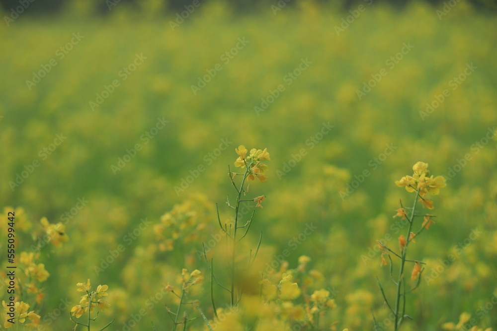 Mustard Seed Flowers closeup in field Mustard Seed Flowers closeup in field