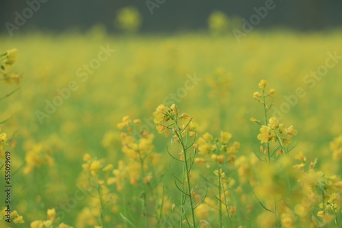 An Image of Mustard Flower © Hasib