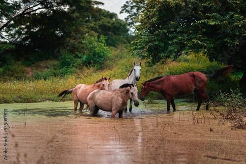 A team of colorful horses bathing in a pond